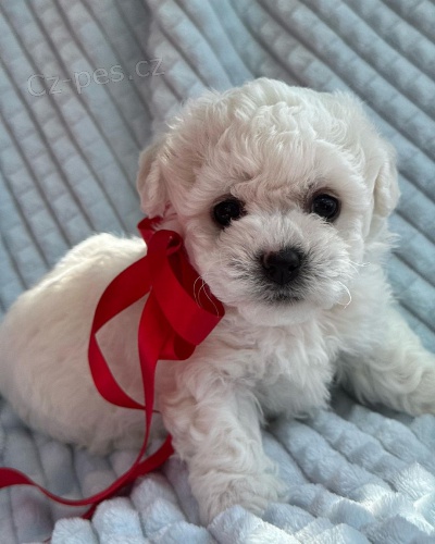 �t��ata bi�onka