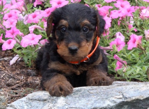 �t���tka erdelteri�r