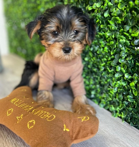 �t���tka toy mini jork��rsk�ho teri�ra.