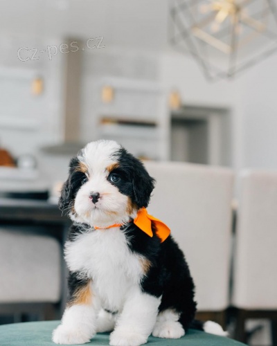 �t��ata Bernedoodle.