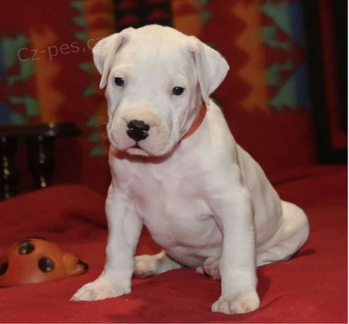 �t��ata argentinsk�ho doga.