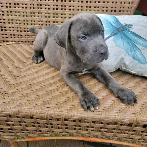 �t��ata italsk�ho Cane Corso