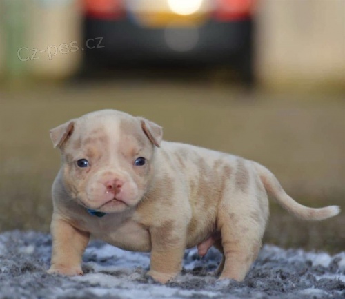 Ludmila Ku�o�ov�