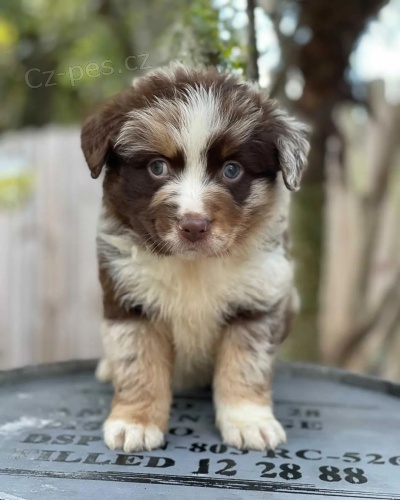 australsk�ho ov��ka