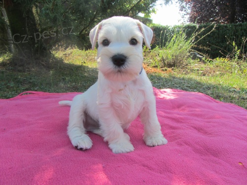 mal�ch kn�ra��