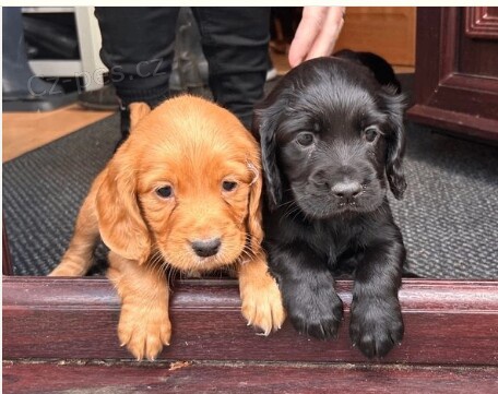 �t��ata kokr�pan�la