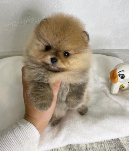 toy �t�n� n�meck�ho �pic