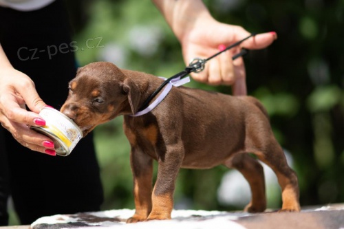 Dobrman �t���tka