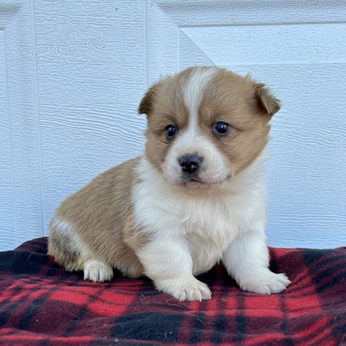 �t��ata Pembroke Welsh Corgi