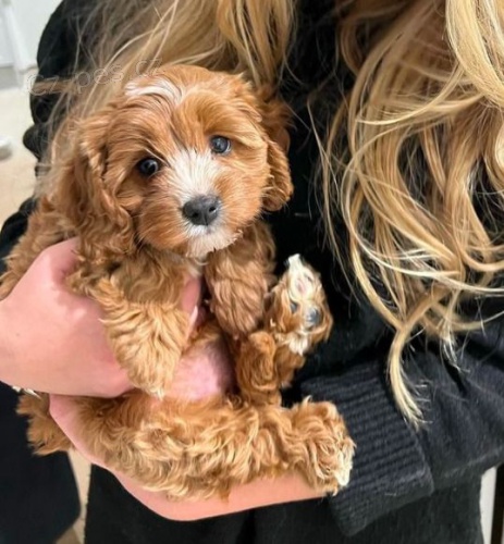 �t��ata mini Cavapoo