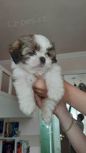 �t��ata SHIH TZU