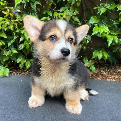 �t��ata Pembroke Welsh Corgi