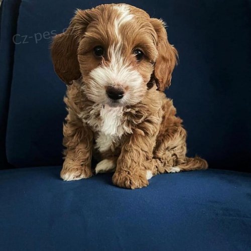 �t��ata Cavapoo