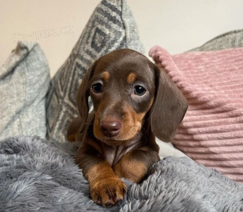 trpasli�� �t��ata hladkosrst�ho jezev��ka