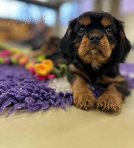 Kaval�r king charles spaniel �t���tko s PP