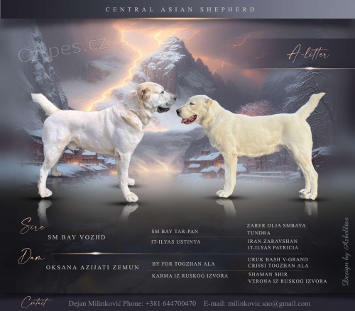 St�edoasijsk� pasteveck� pes � �t��ata