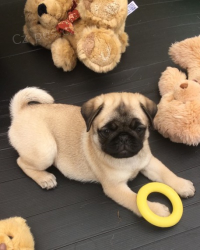 kr�sn� �t��ata Mops