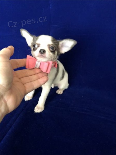 Kr�sn� �ivava �t��ata