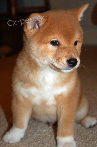 �T��ATA MINI SHIBA INU