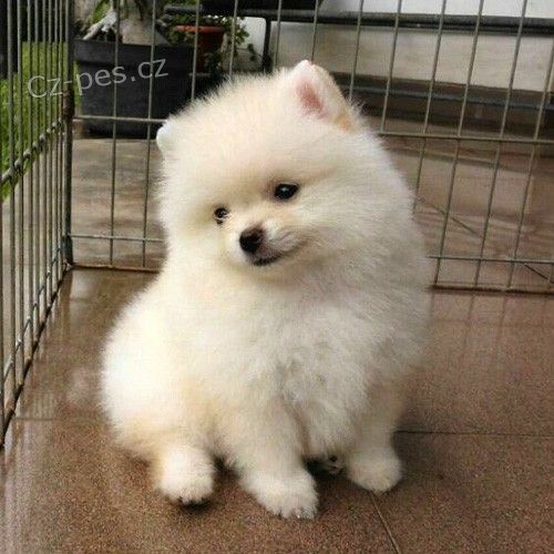 Prod�m �t��ata pomeraniana.