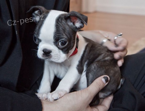 Prod�m �t��ata bostonsk�ho teri�ra