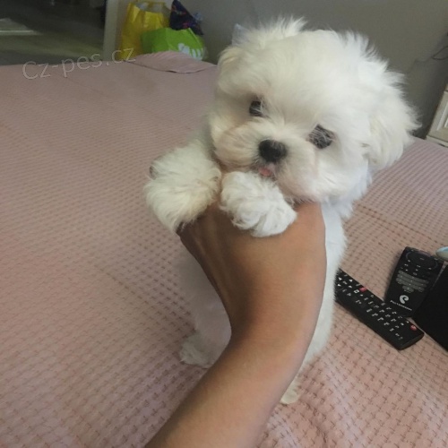 Malt�zsk� �t��ata k adopci.