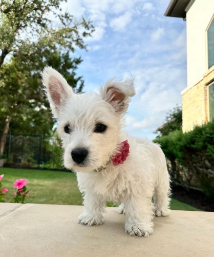 �t��ata West Highland White Terriers