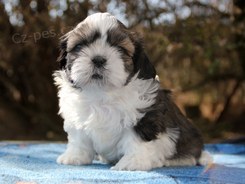 Shih-tzu, �i-tzu �t���tka s PP FCI