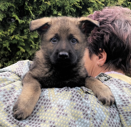 N�meck� ov��k �t��ata mohutn�