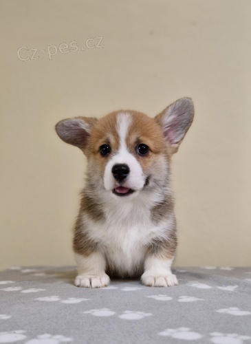 Welsh Corgi Pembroke �t��ata
