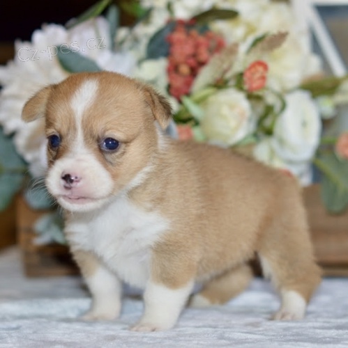 �t��ata Pembroke Welsh Corgi
