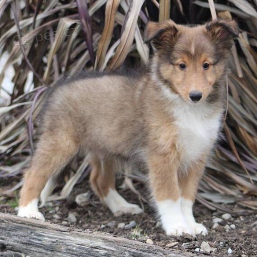�t��ata sheltie k adopci