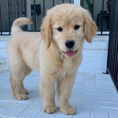 ZLAT� �T��ATA