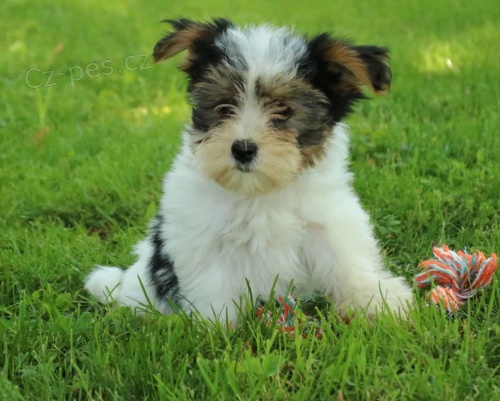 �t��ata biewer yorkie