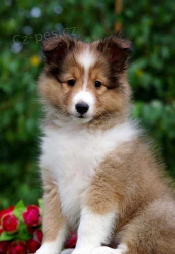 �T��ATA SHELTIIE