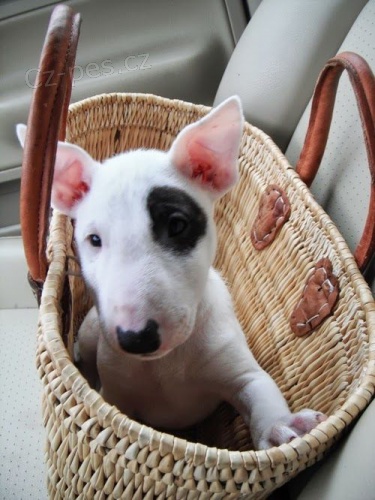 �t��ata mini anglick�ho bulteri�ra