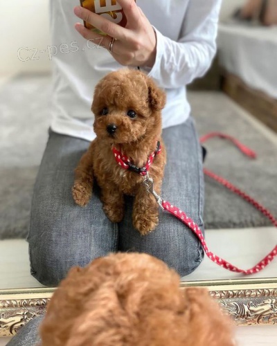 �t��ata toy pudla