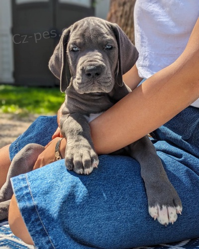 �t��ata n�meck� dogy