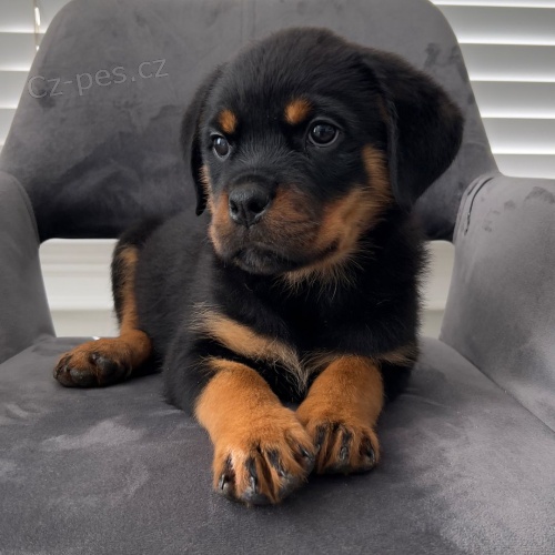 Rotvajler s pr�kazem p�vodu (FCI)