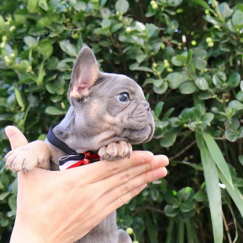  Francouzsk� buldo�ek k adopci 