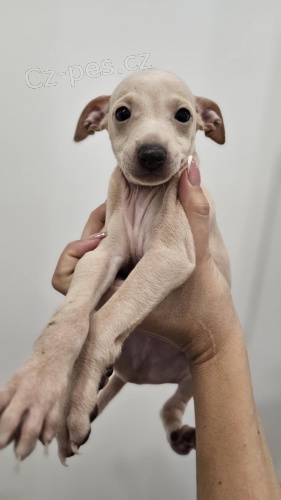 Italsk� chrt�k �t��ata na prodej