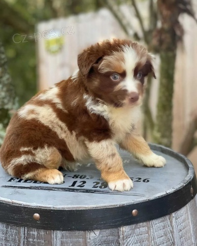 �t��ata australsk�ho ov��ka