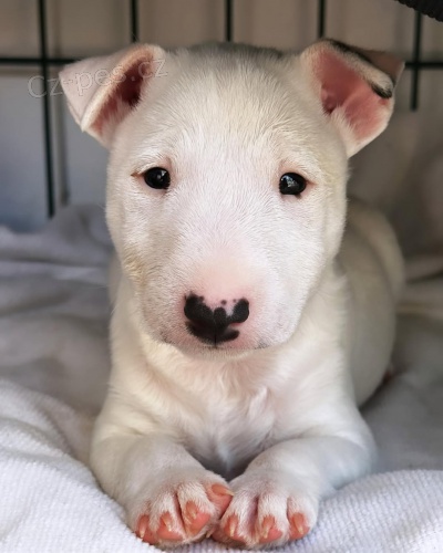 �t��ata mini anglick�ho bulteri�ra