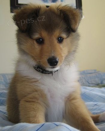 �T��ATA SHELTIIE