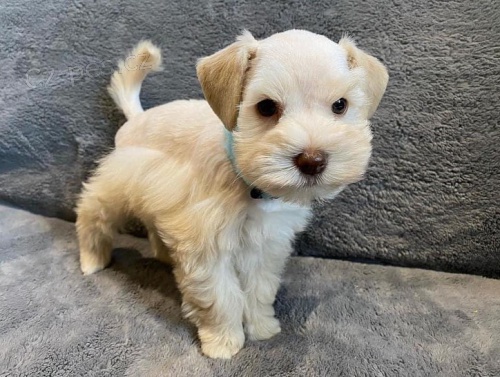 Kn�ra� mal� b�l� - �t���tka s PP