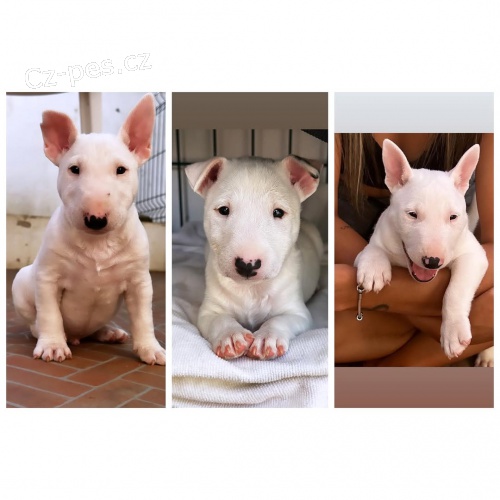 BULLTERI�RA/BULLTERI�RA/BULLTERI�RA