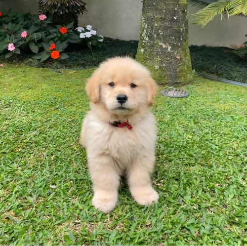 �t��ata zlat�ho retr�vra na prodej do miluj�c�ch domov�.