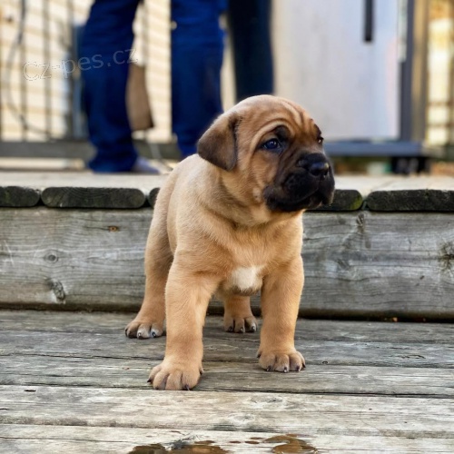 �t��ata italsk�ho Cane Corso