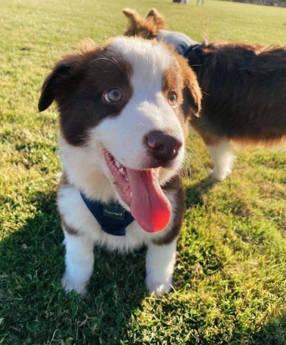 �t��ata border kolie