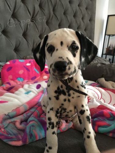 �t��ata dalmatin�